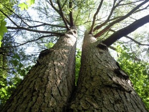 Atlanta Home Tree Removal