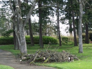 Sandy Springs tree maintenance