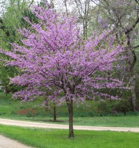 Eastern Redbud Tree