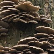 Mushrooms growing on your Duluth tree